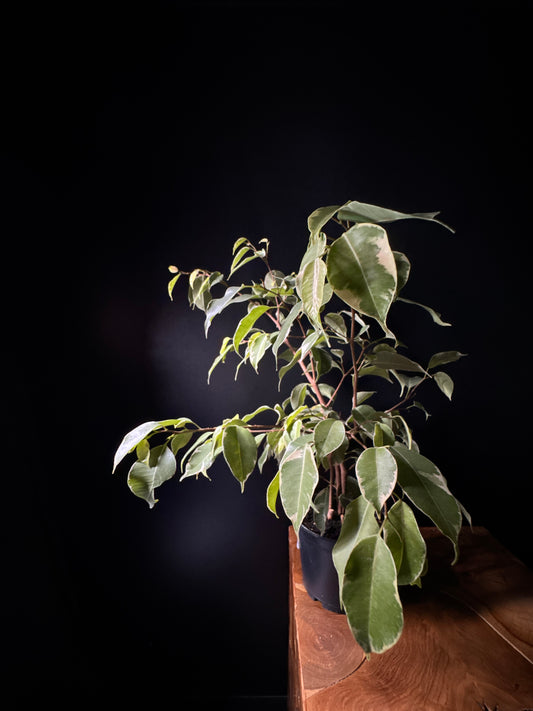 Ficus benjamina 'Variegated'