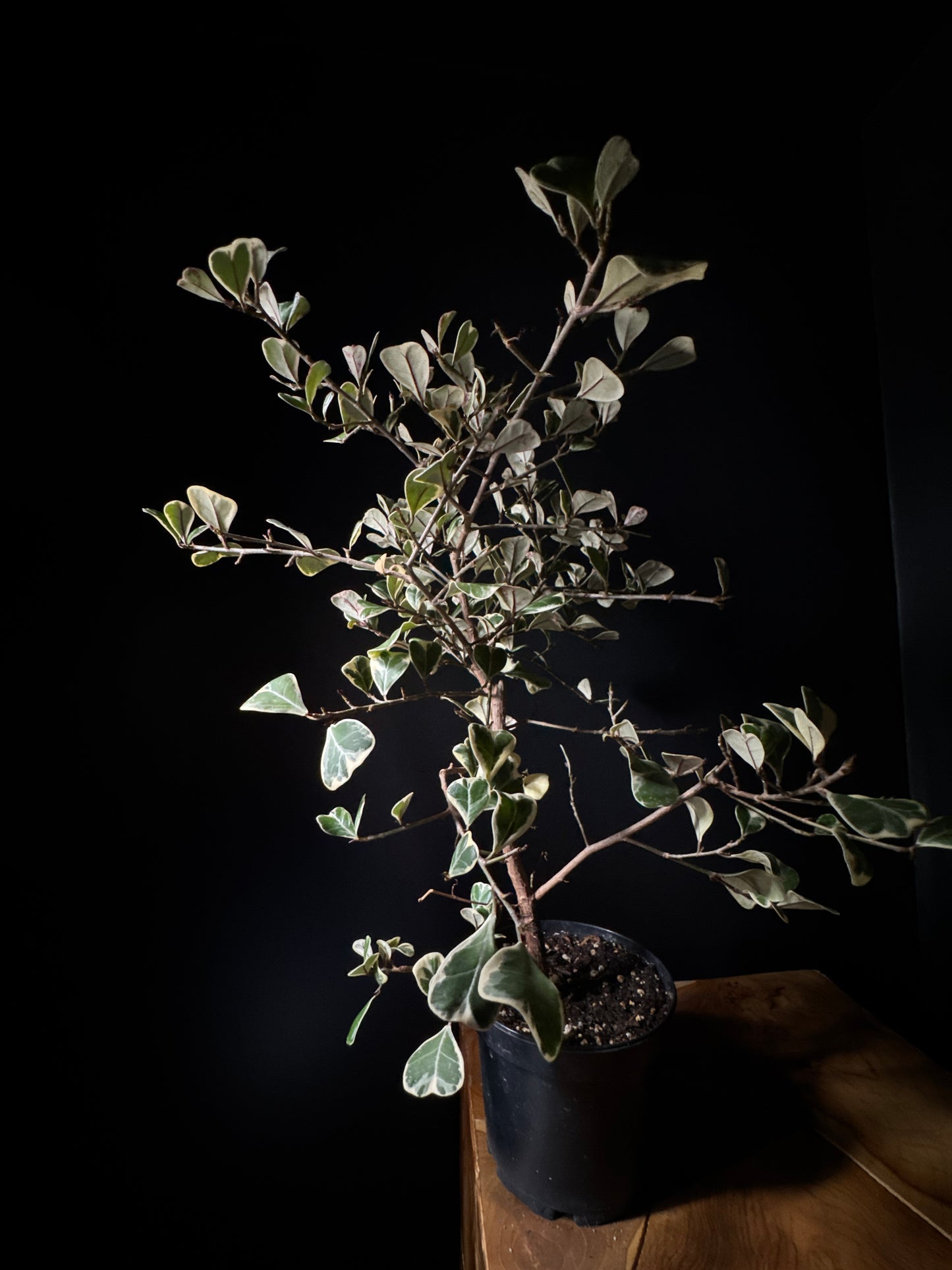 Ficus Triangularis Variegata