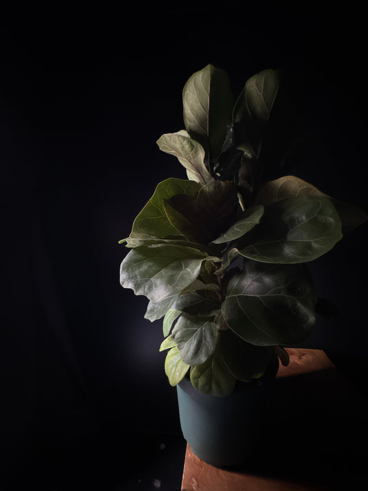 Ficus-Fiddle Leaf Fig (Ficus lyrata)