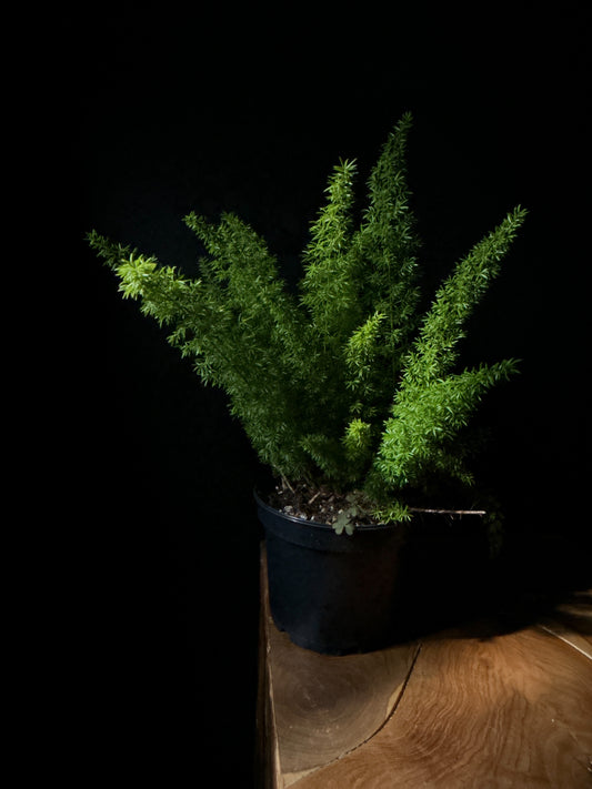 Foxtail Fern (Asparagus densiflorus 'Meyeri')