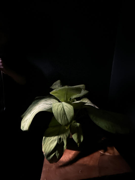 Homalomena 'Selby'