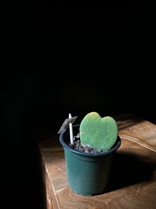 Hoya Heart (Hoya Kerrii)