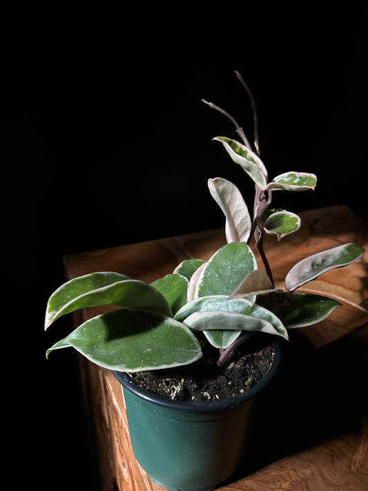 Hoya Carnosa