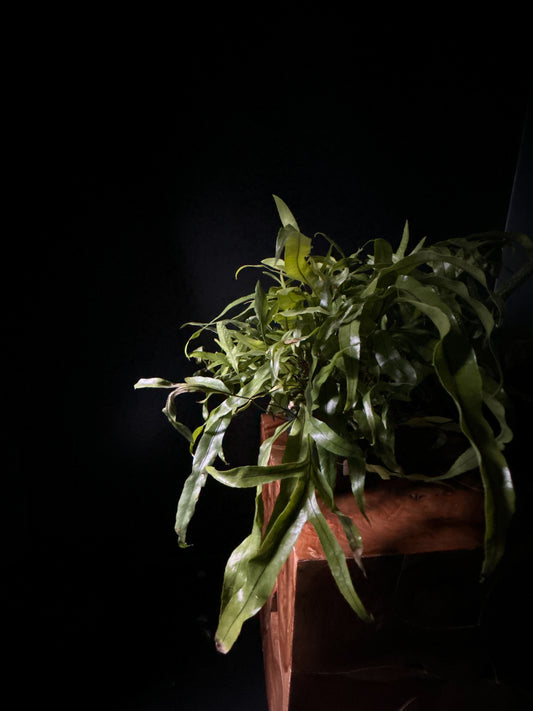 Kangaroo Fern