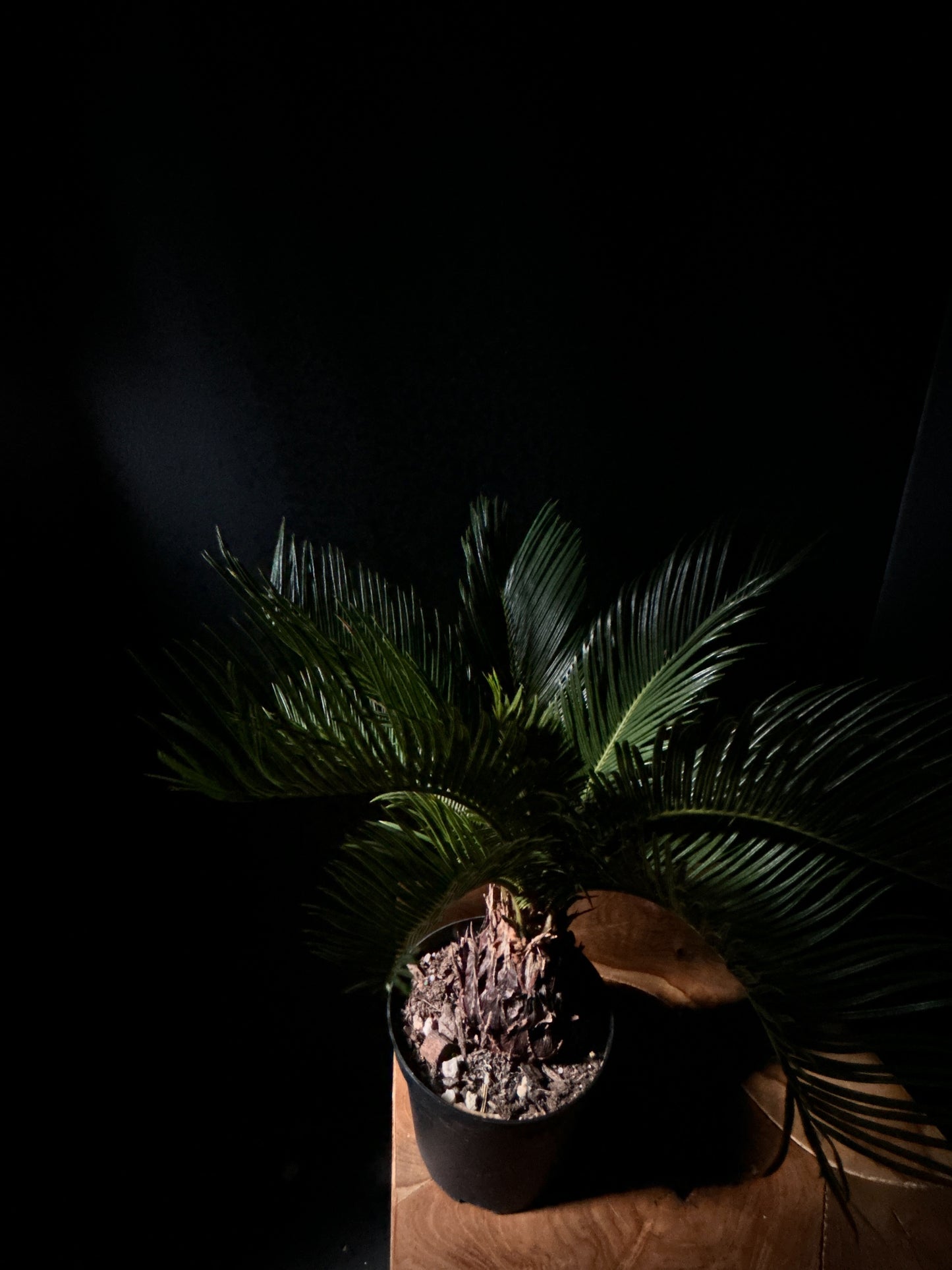 King Sago Palm (Cycas revoluta)