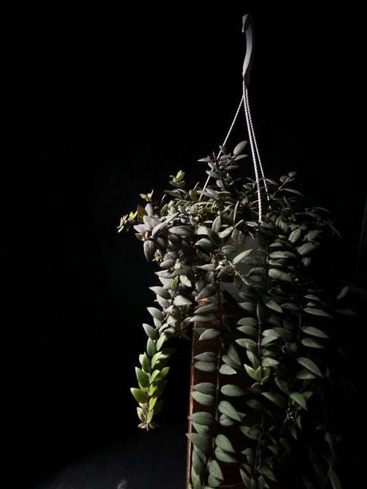 Lipstick Plant 'Myra'