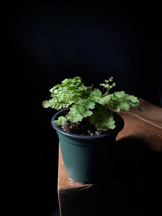 Maidenhair Fern 'Pacific Maid' (Adiantum raddianum 'Pacific Maid')