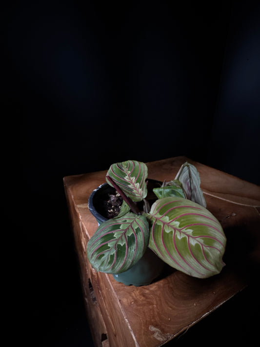 Maranta Red Prayer Plant (Maranta leuconeura 'Red')