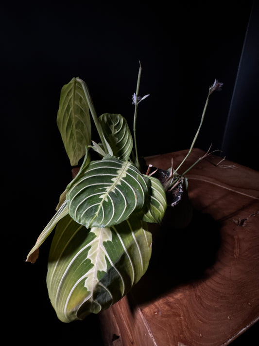 Maranta - Lemon Prayer (Maranta leuconeura ‘Lemon Lime’)