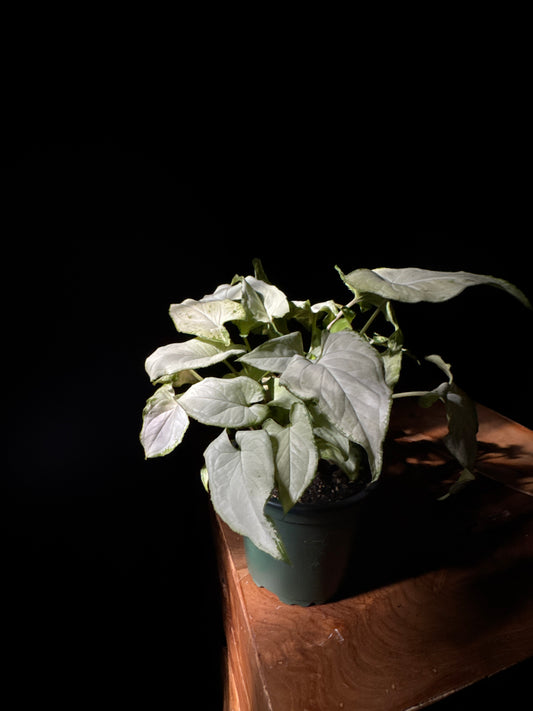 Nephthytis - Holly