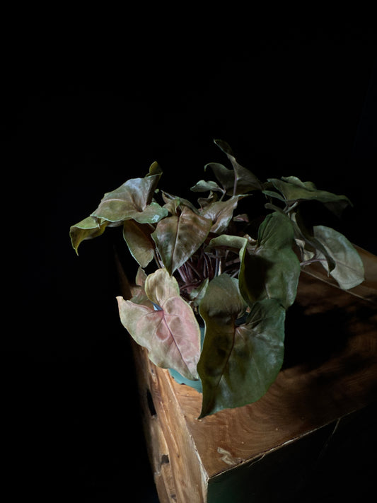 Nephthytis Merry Maria Plant