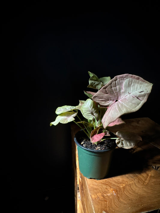 Nephthytis - Red Heart (Syngonium podophyllum 'Red Heart')