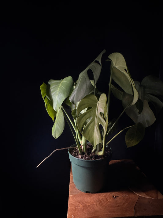 Monstera