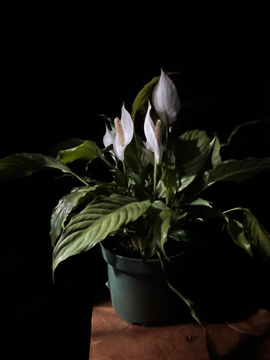 Peace Lily