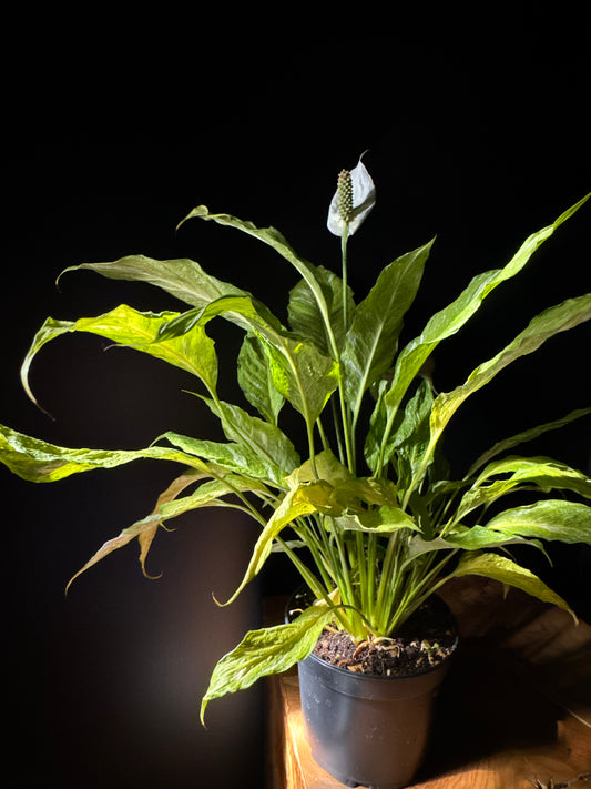 Peace Lily 'Domino' (Spathiphyllum 'Domino')