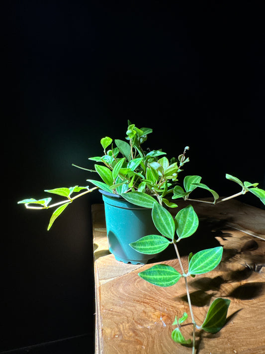 Peperomia Angulata (Peperomia quadrangularis)