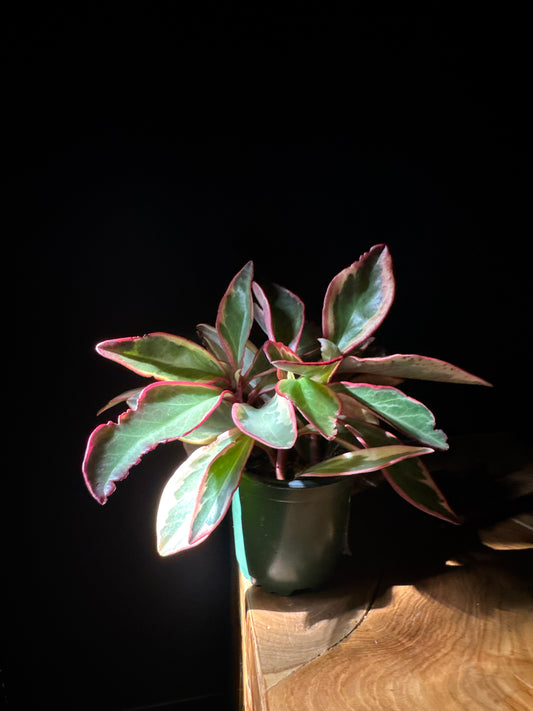 Pep-Ginny/Pink (Peperomia clusiifolia 'Ginny')