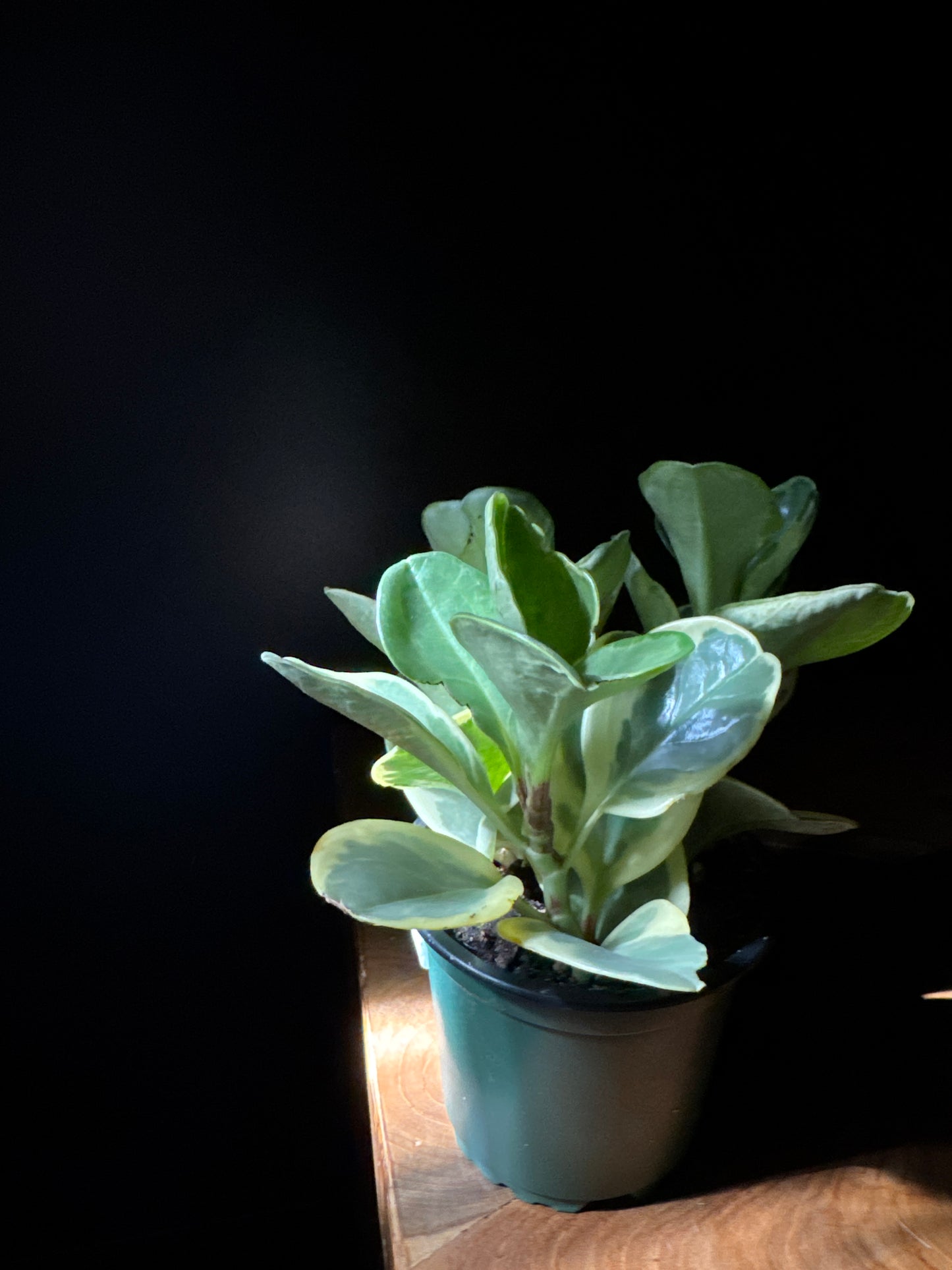 Peperomia Pepperface Marble (Peperomia obtusifolia ‘Marble’)