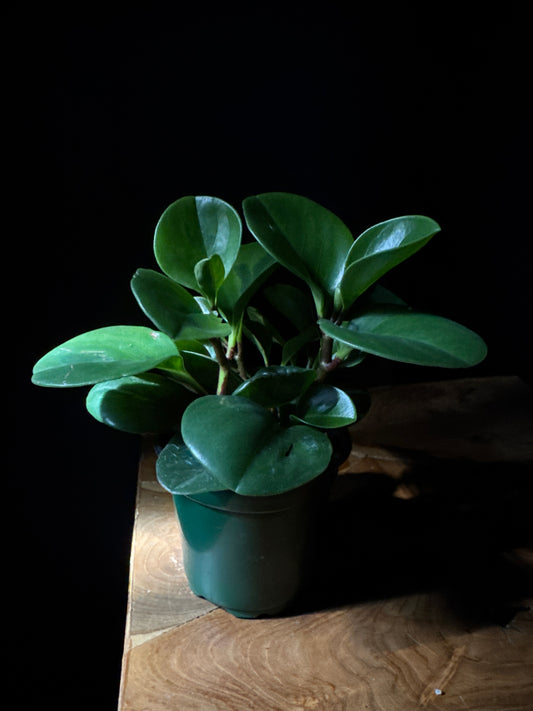 Peperomia ‘Lemon Lime’