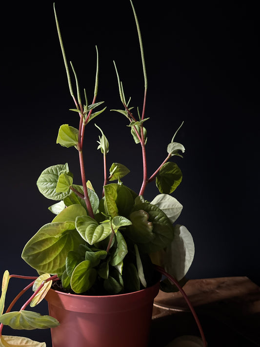Peperomia Rana Verde