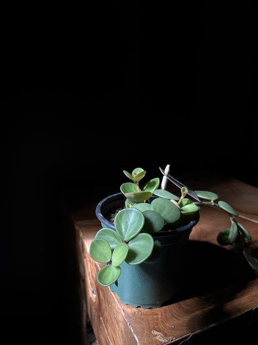 Peperomia Hope Plant
