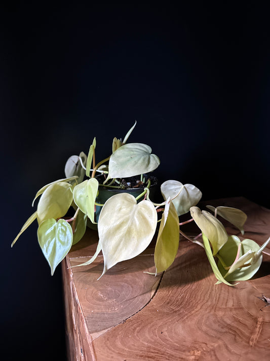 Philo Cordatum - Lime (Philodendron hederaceum 'Lemon Lime')