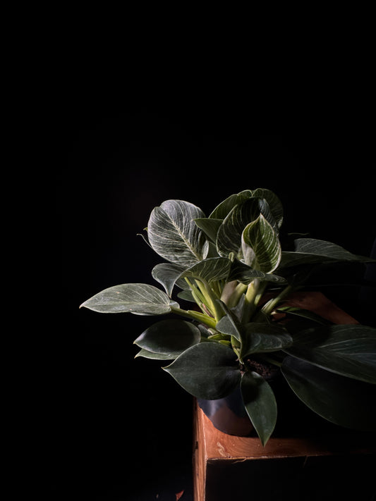Philodendron Birkin