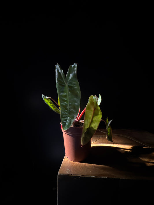 Philodendron Billietiae