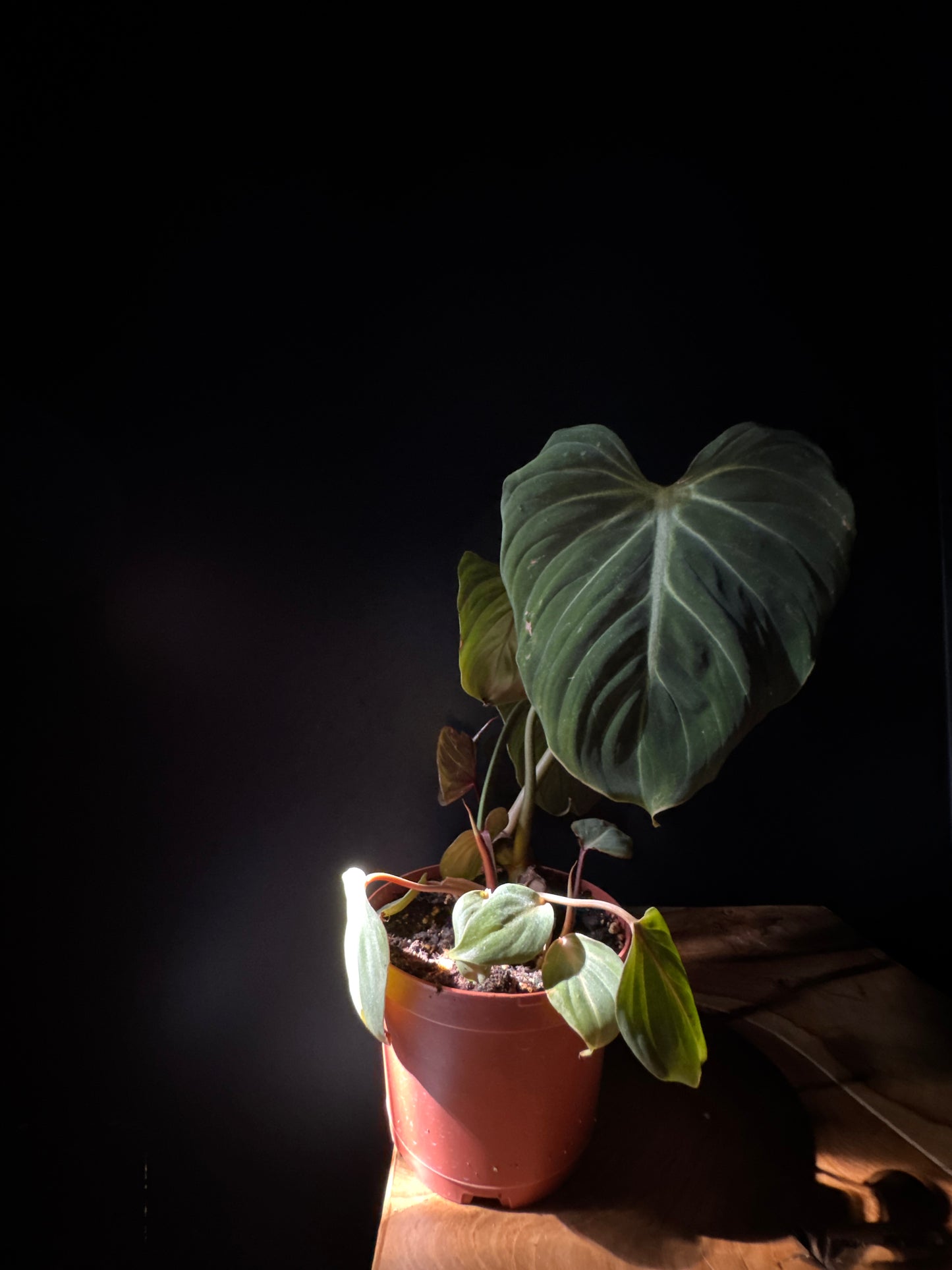 Philodendron Glorissum
