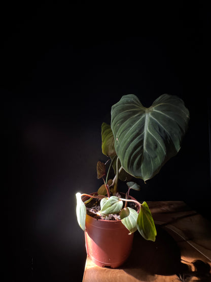 Philodendron Glorissum