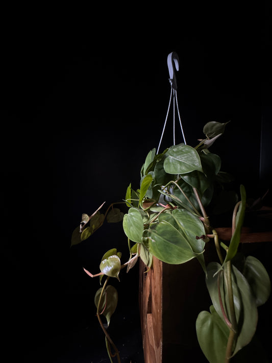 Philodendron Cordatum