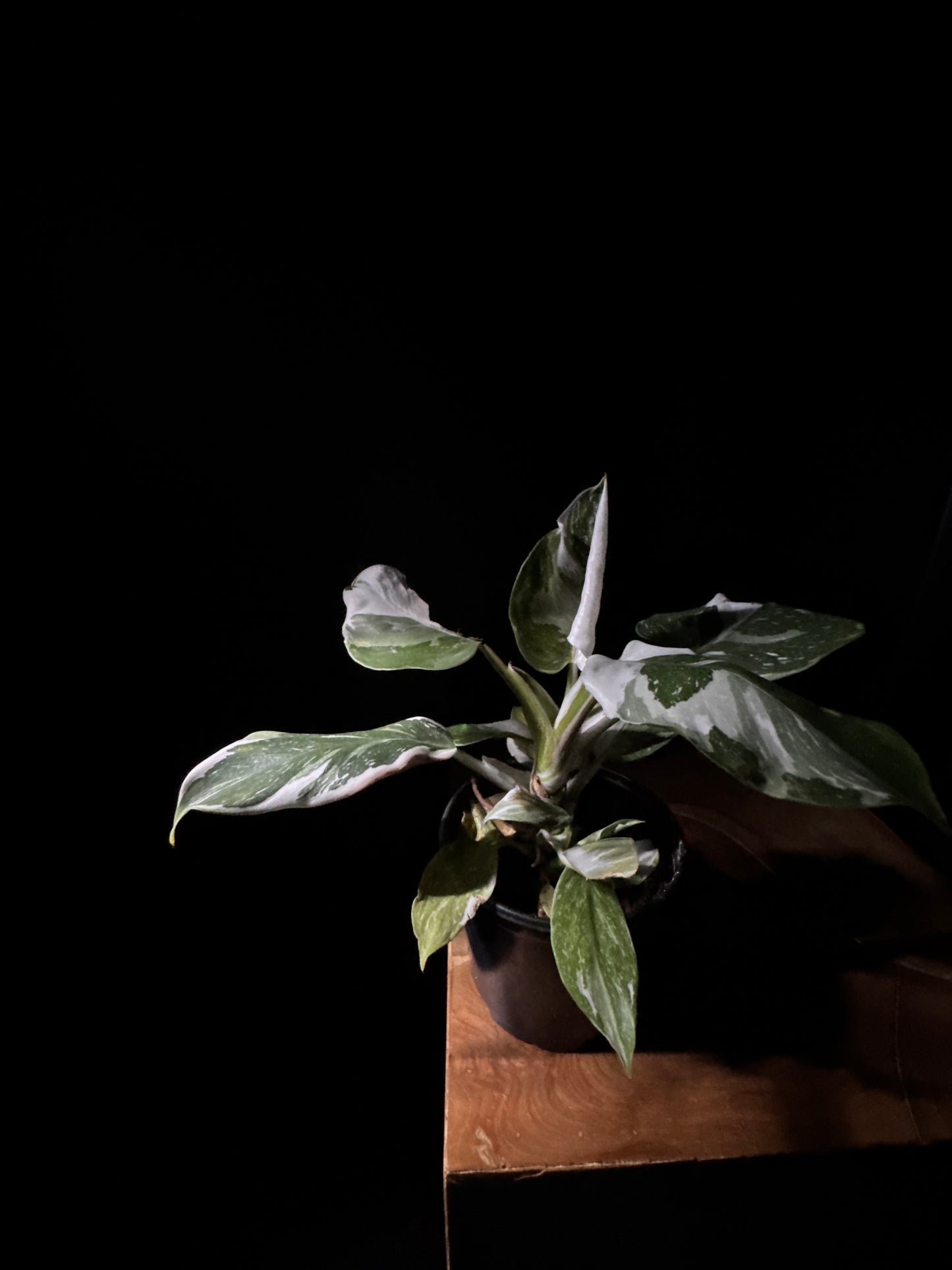 Philodendron ‘White Wizard’