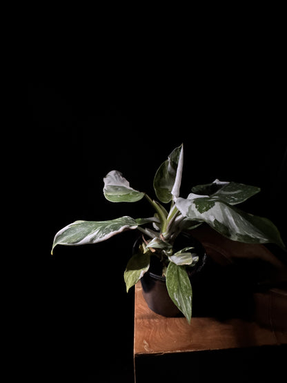 Philodendron ‘White Wizard’