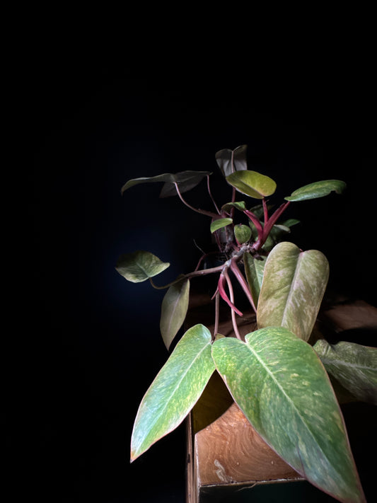 Philodendron Painted Lady