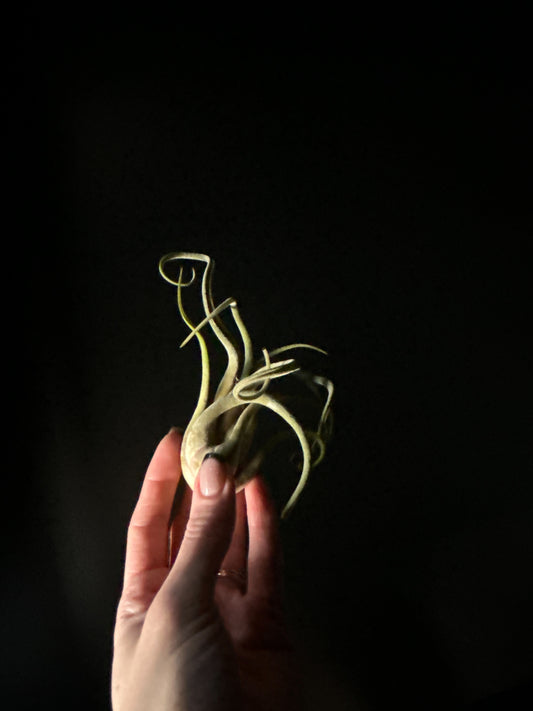 Air Plants