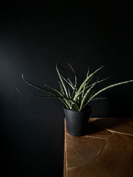 Sansevieria Mikado (Fernwood/Bacularis)