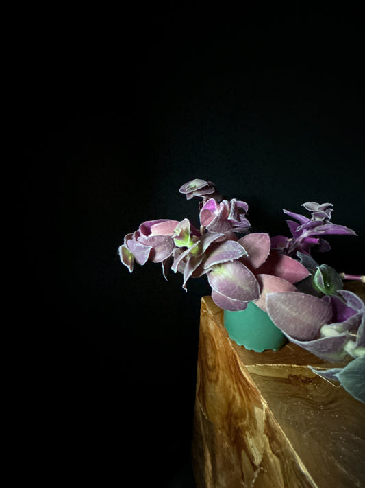 Tradescantia 'Red Hill'
