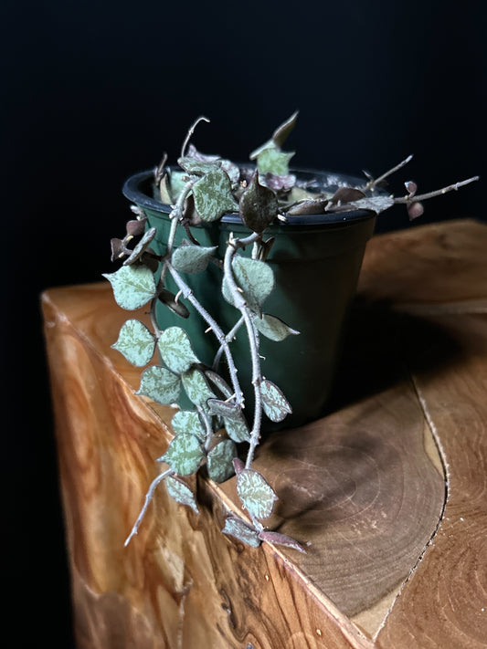 Hoya Curtisii