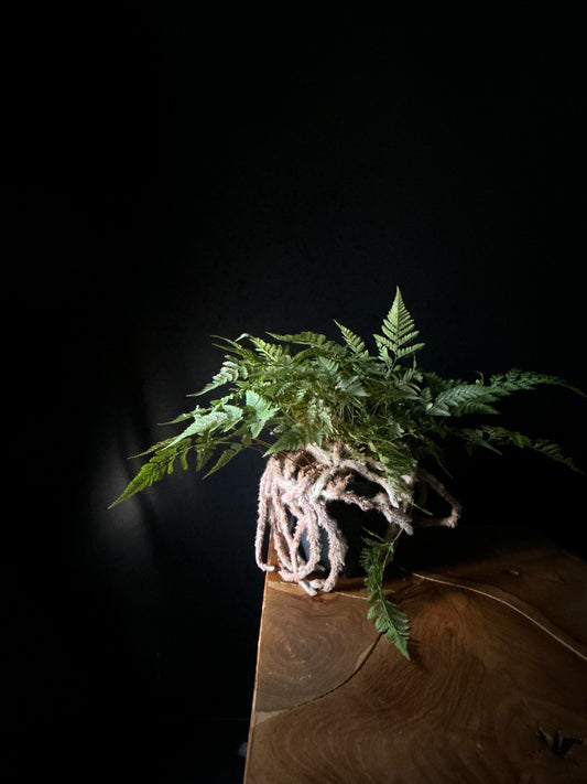 White Rabbit's Foot Fern