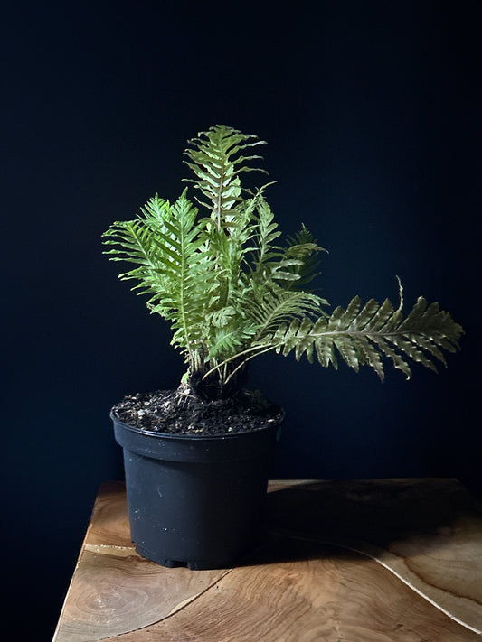 Blechnum-Silver Lady