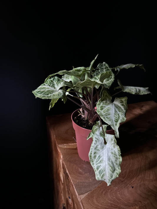Syngonium Batik