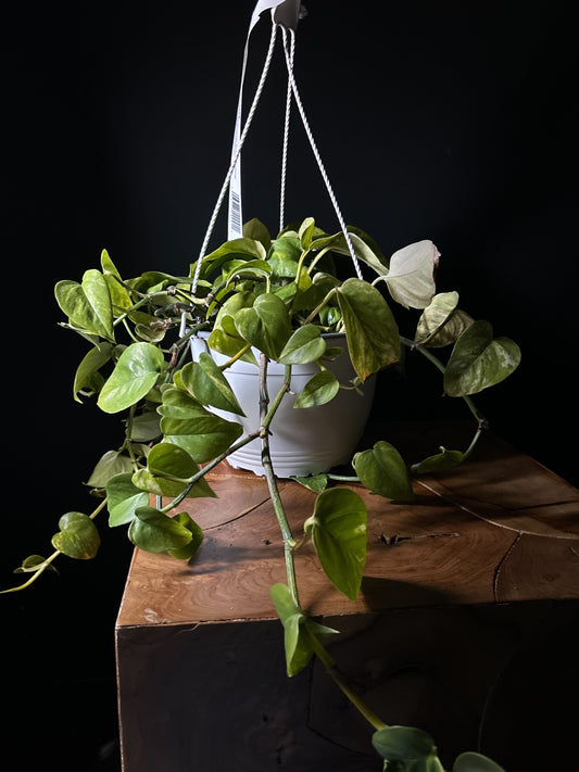 Pothos Golden
