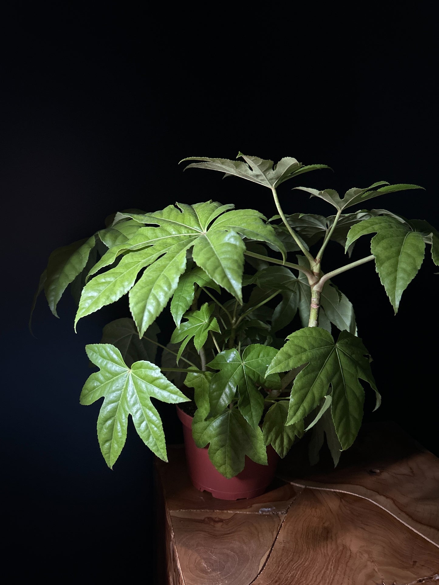 Fatsia Japonica