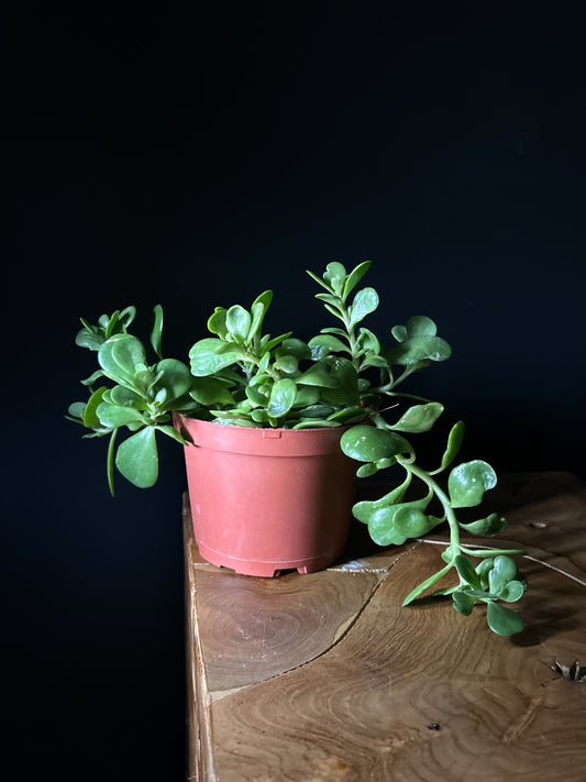 Senecio jacobsenii