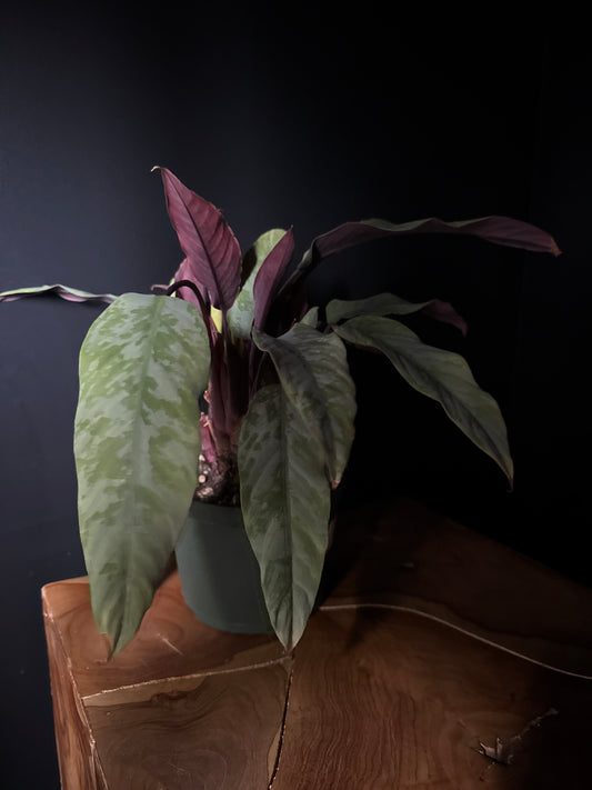 Apoballis (Apoballis acuminatissima)