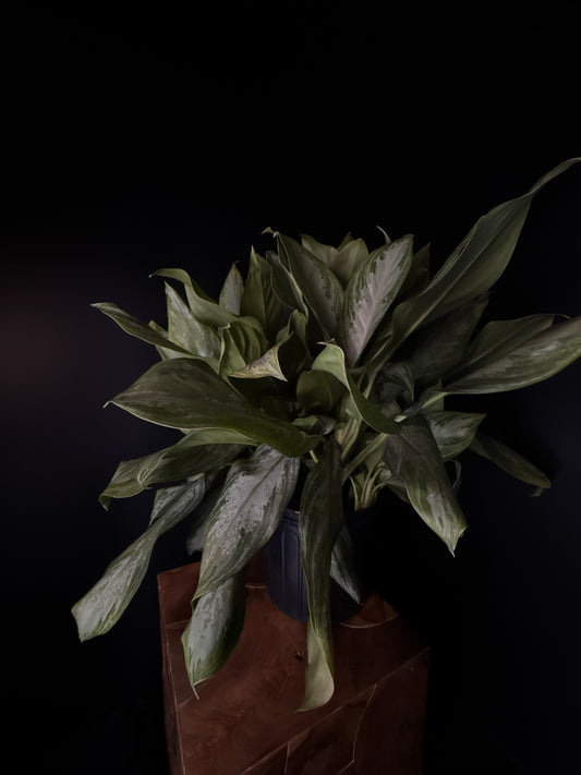 Chinese Evergreen (Aglaonema ‘Silver Bay’)