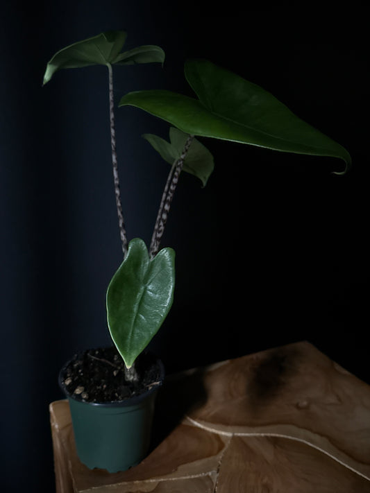 A potted Alocasia zebrina 'Tiger' plant with bold, zebra-striped stems and arrow-shaped green leaves, placed on a wooden surface against a dark background.