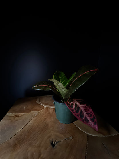 Croton Fancy