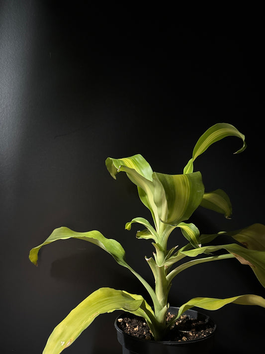 Dracaena Fragrans (Corn Tip) Massangeana