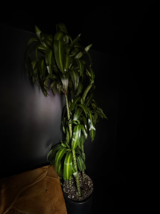 Dracaena ‘Hawaiian Sunshine’ Cane (Dracaena deremensis)